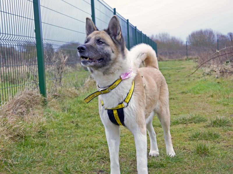 Roo | Akita | Glasgow - 1