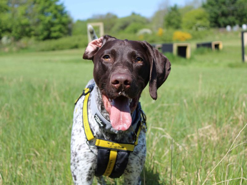 Mater | Pointer (German Shorthaired) | Glasgow - 1