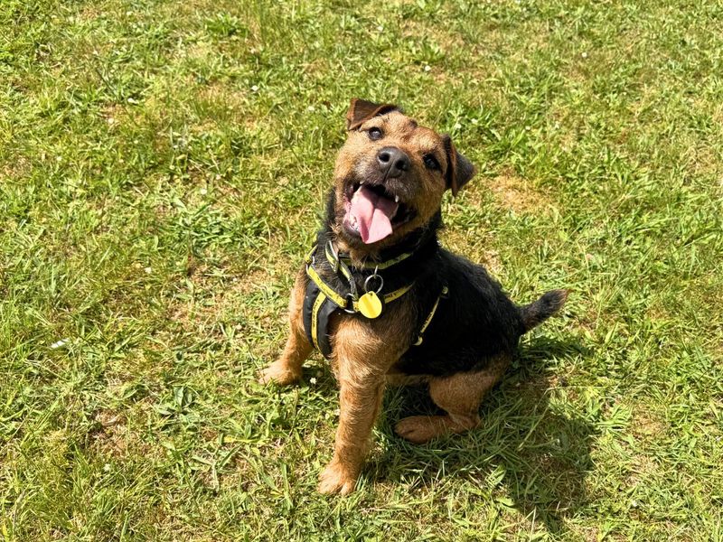 Monty | Terrier (Border) Cross | Salisbury (Wiltshire) - 1