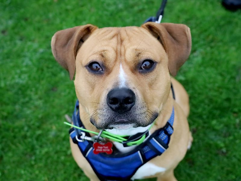 Otis | Terrier (Staffordshire Bull) Cross | Leeds - 1