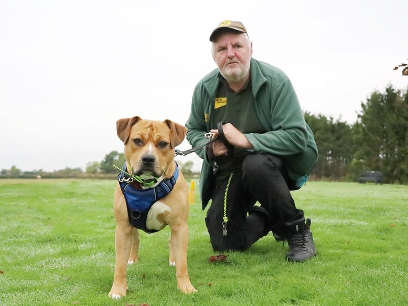 Staffordshire Bull Terrier for adoption in Leeds, Yorkshire – 1 year old
