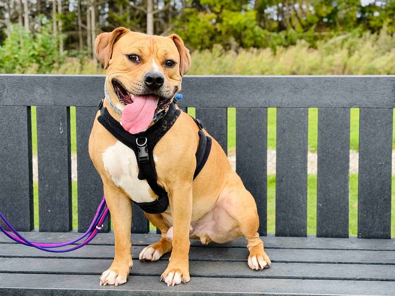 Otis | Terrier (Staffordshire Bull) Cross | Leeds - 2