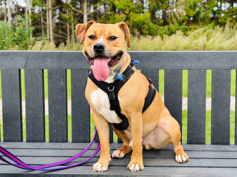 Otis | Terrier (Staffordshire Bull) Cross | Leeds - 1