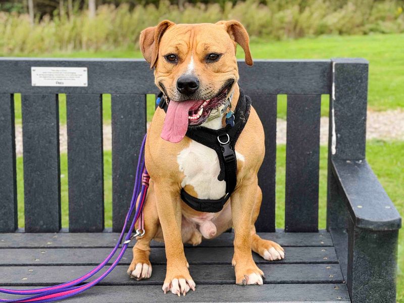 Otis | Terrier (Staffordshire Bull) Cross | Leeds - 4