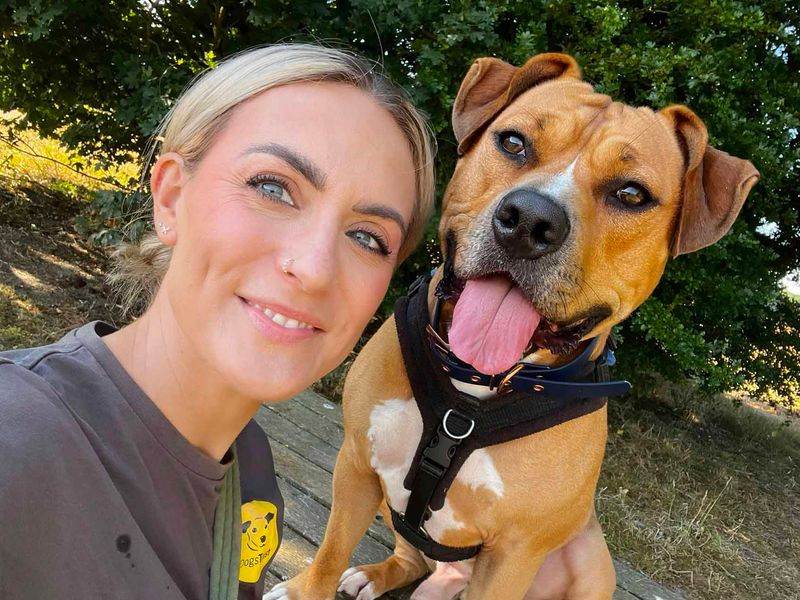 Otis | Terrier (Staffordshire Bull) Cross | Leeds - 5