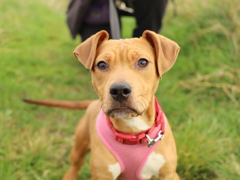 Rosie for sale in Leeds, Yorkshire