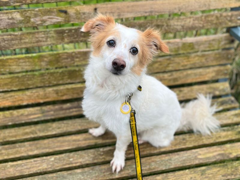 Baxter for sale in Shoreham by Sea, West Sussex | Image 3