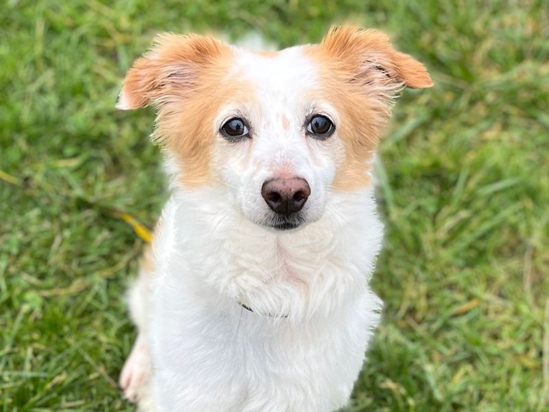 Jack Russell for adoption in Shoreham by Sea, West Sussex – 9 years old - Image 4 of 4
