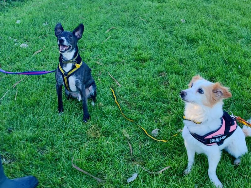 Jack Russell for adoption in Shoreham by Sea, West Sussex – 9 years old - Image 2 of 4