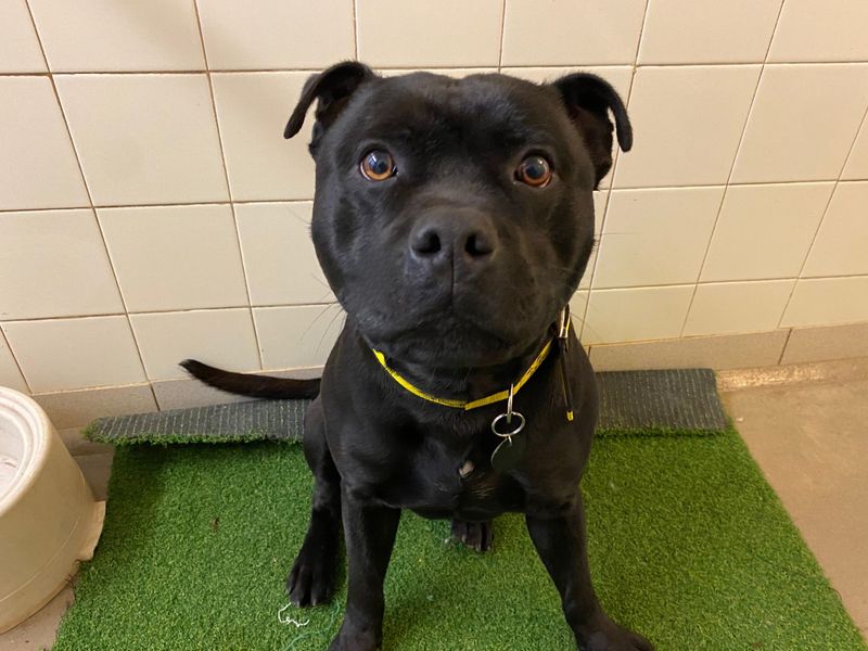 Staffordshire Bull Terrier for adoption in Snetterton, Norfolk – 3 years old - Image 1 of 1