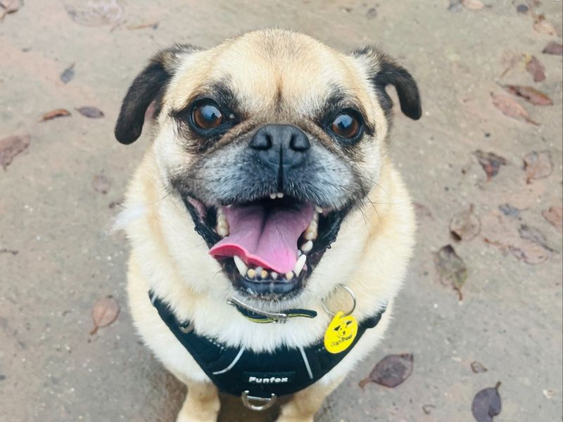 Poodle for adoption in Wymeswold, Leicestershire – 9 years old - Image 1 of 2