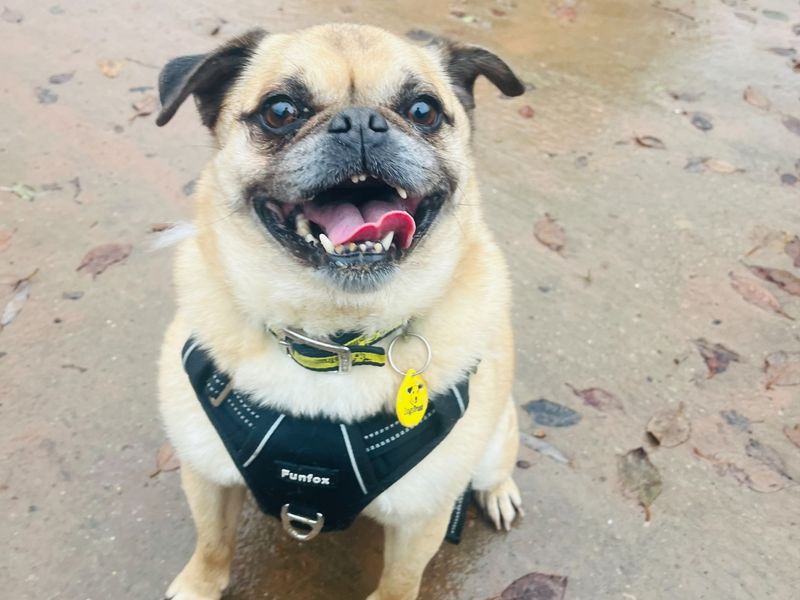 Poodle for adoption in Wymeswold, Leicestershire – 9 years old - Image 2 of 2