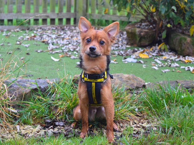 Pomeranian for adoption in Uxbridge, Greater London – 1 year old - Image 2 of 2