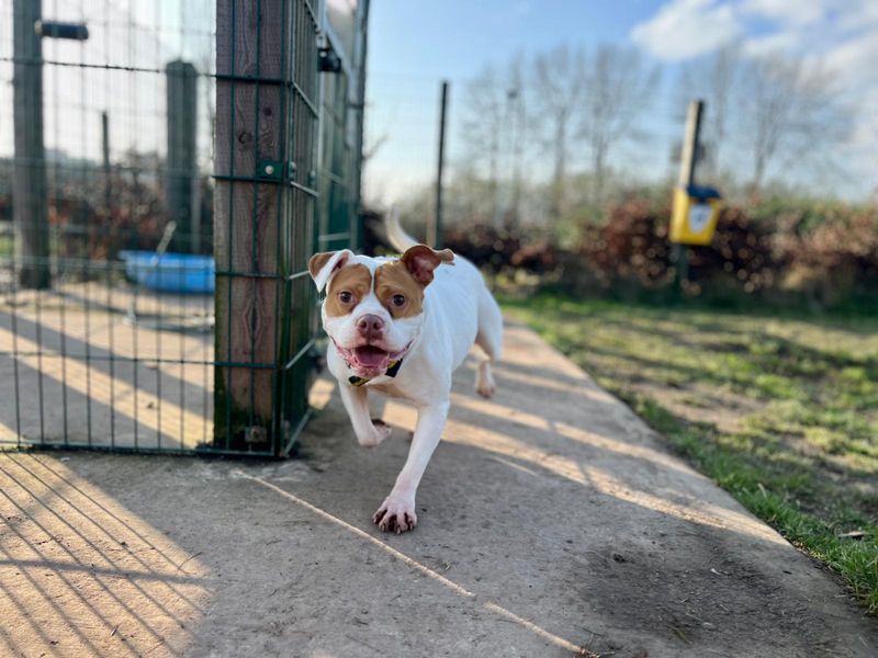 Maggie | Bulldog Cross | Cardiff - 1
