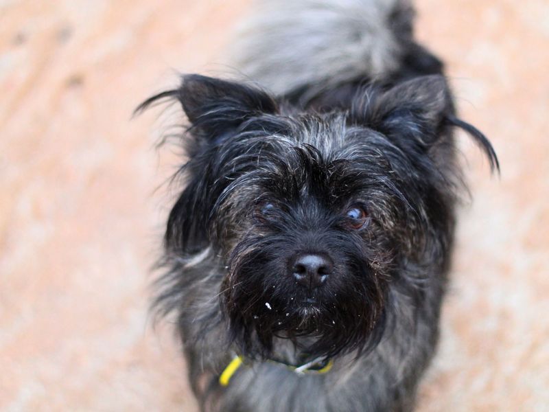 Jack Russell for adoption in Manchester, Greater Manchester – 4 years old - Image 2 of 2