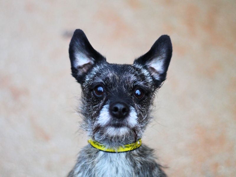 Jack Russell for adoption in Manchester, Greater Manchester – 6 years old - Image 2 of 2