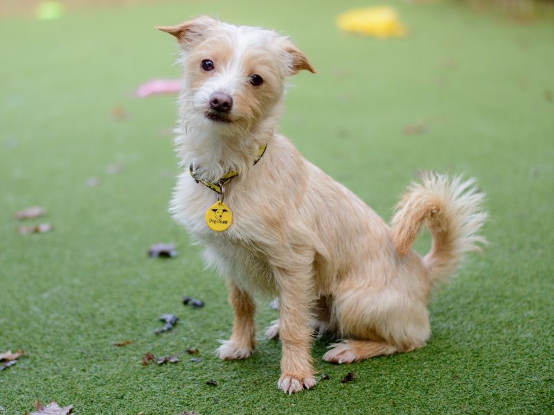 Finn for sale in Kenilworth, Warks | Image 2