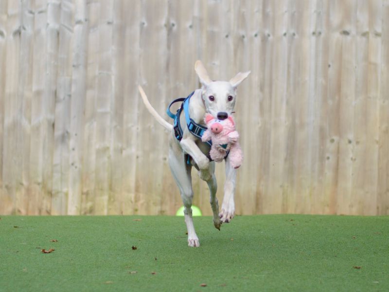 undefined | Lurcher | undefined - 7