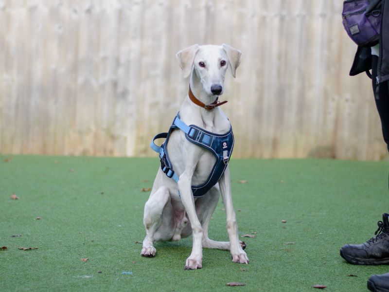undefined | Lurcher | undefined - 6