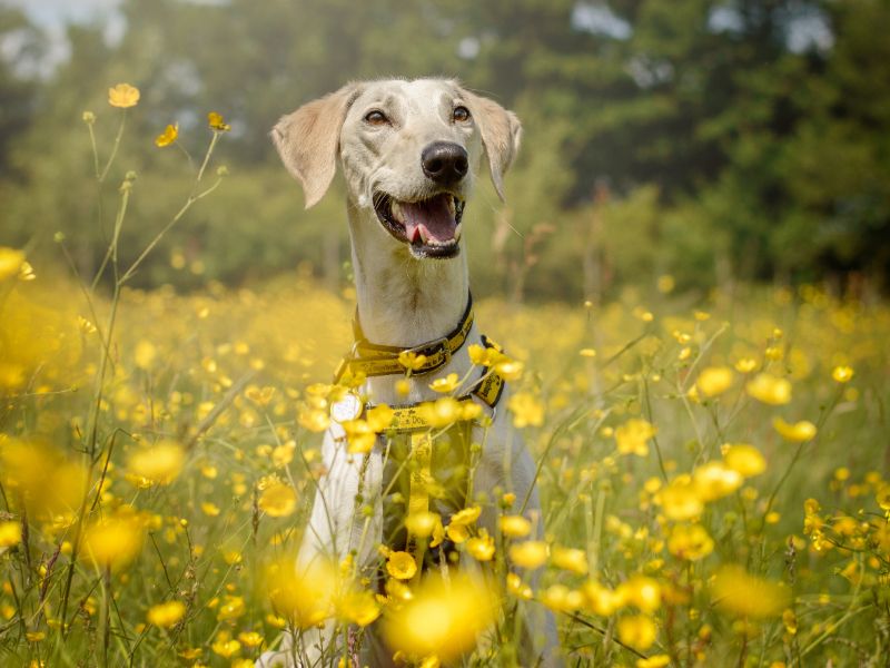 undefined | Lurcher | undefined - 9