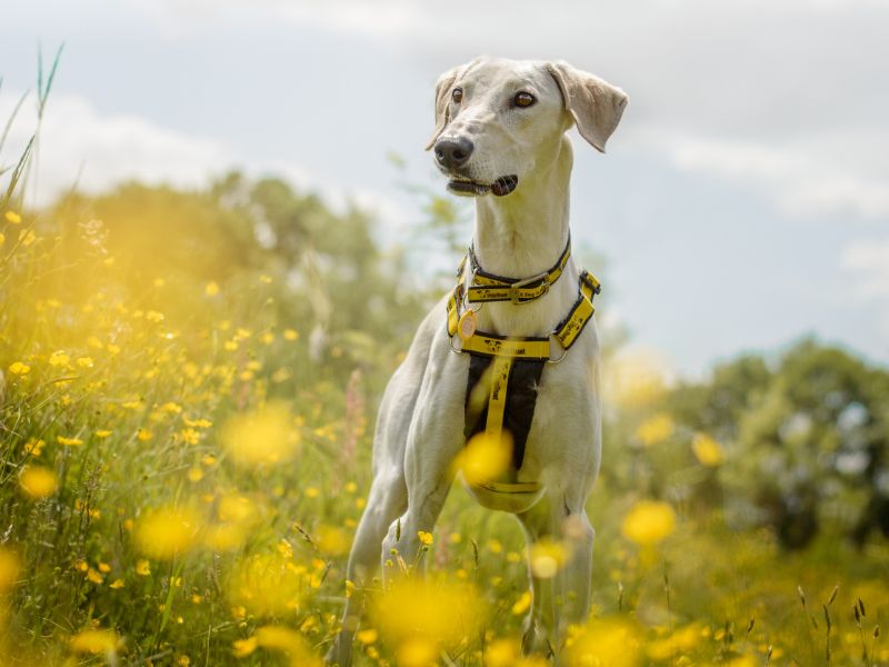 undefined | Lurcher | undefined - 5