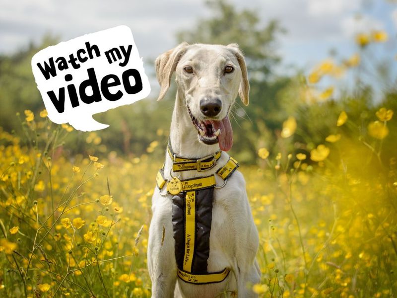 undefined | Lurcher | undefined - 8