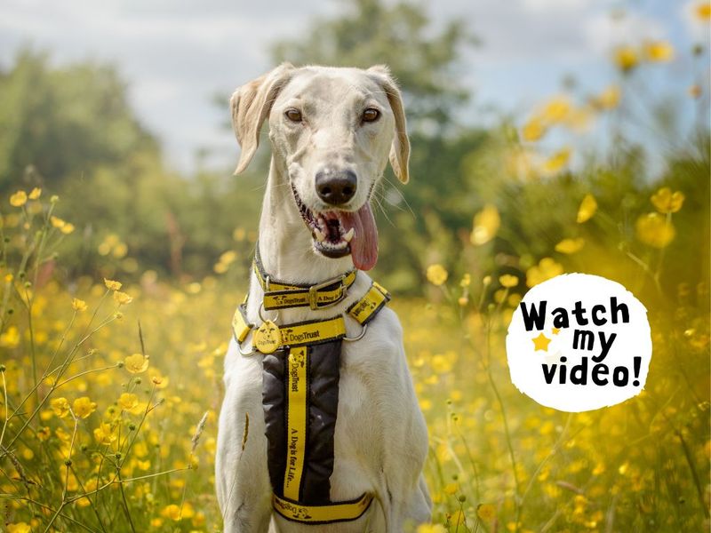 Wilbur | Lurcher | Kenilworth (West Midlands) - 8