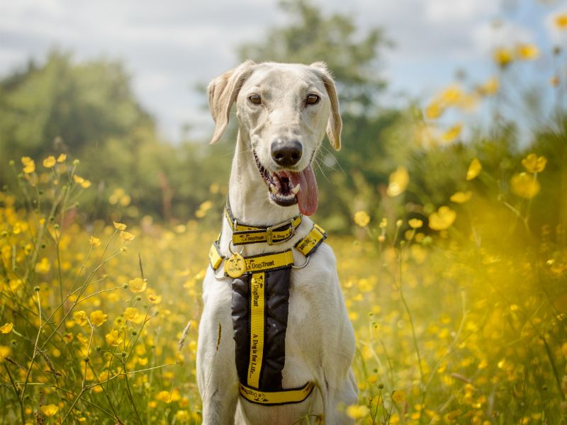 Wilbur | Lurcher | Kenilworth (West Midlands) - 9