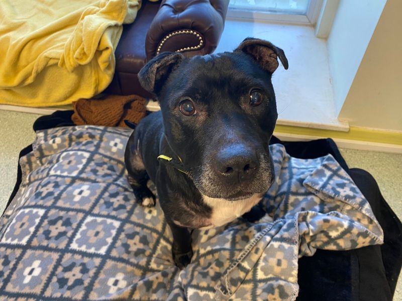 Staffordshire Bull Terrier for adoption in Snetterton, Norfolk – 11 years old - Image 2 of 2