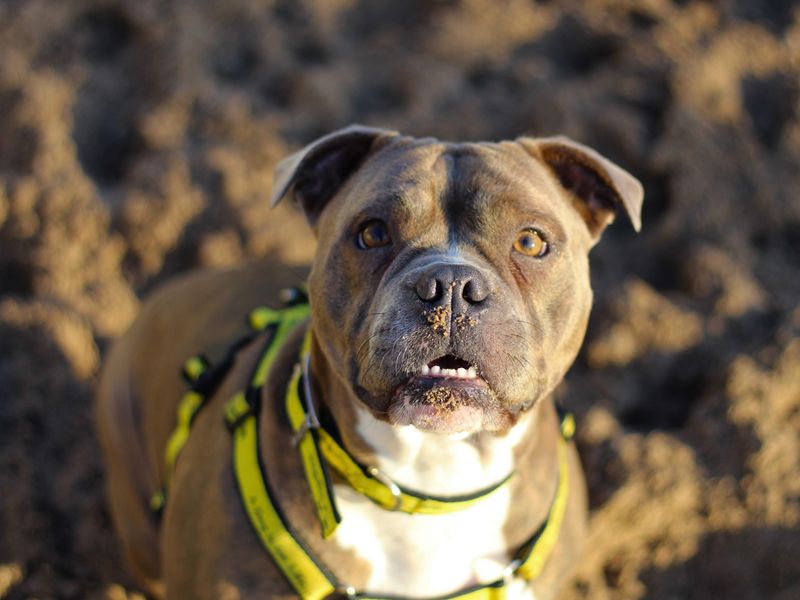 Bolt for sale in Manchester, Greater Manchester | Image 2