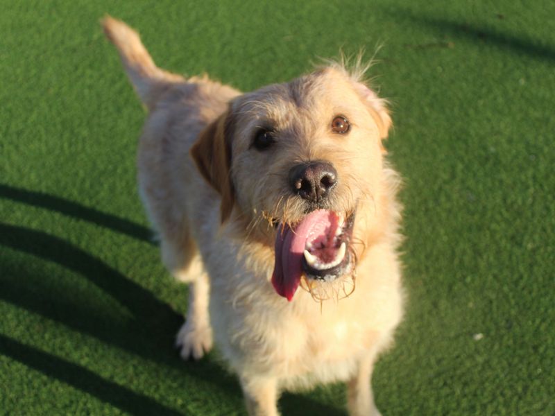 Poodle for adoption in Glasgow, Scotland – 3 years old - Image 1 of 3