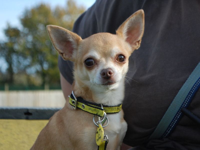 Pixie for sale in Newbury, Berks | Image 3
