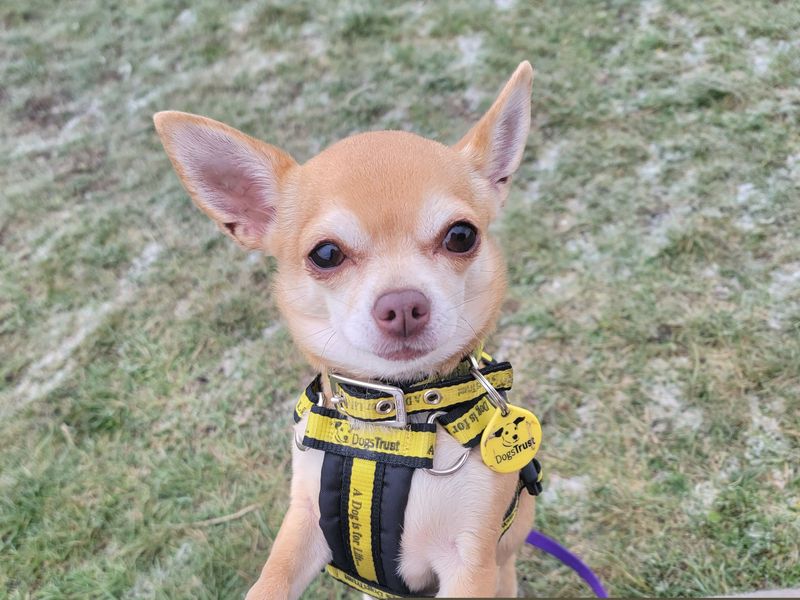 Pixie for sale in Newbury, Berks | Image 4