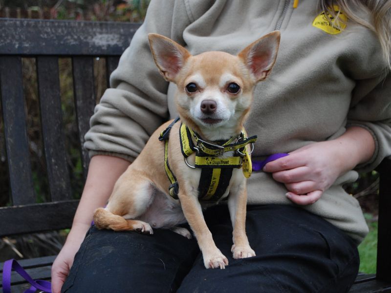 Pixie | Chihuahua (Smooth Coat) | Salisbury (Wiltshire) - 1