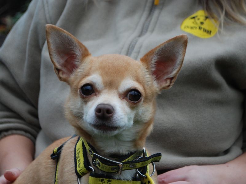 Pixie for sale in Newbury, Berks | Image 2