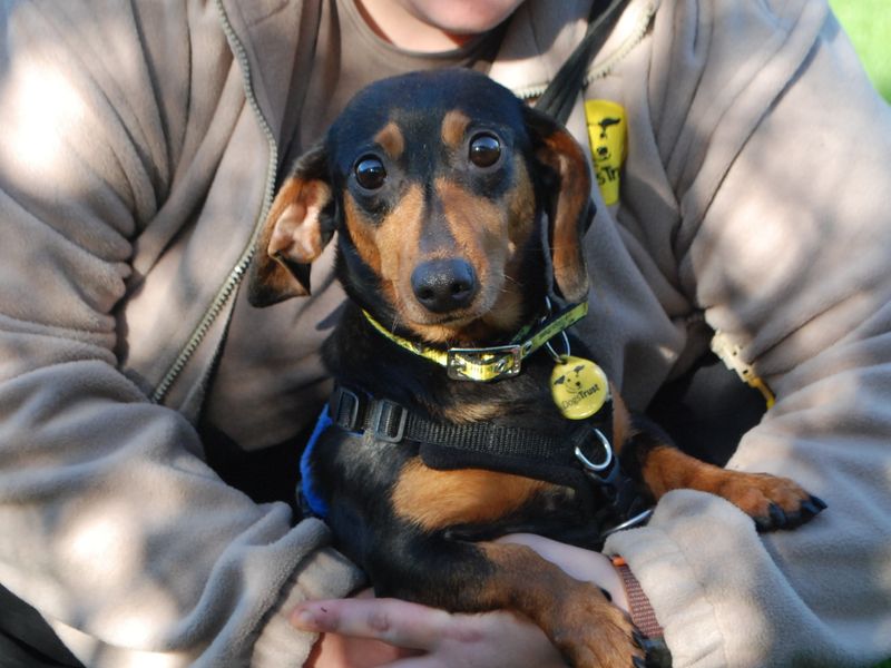 Dachshund for adoption in Newbury, Berkshire – 4 years old - Image 2 of 3