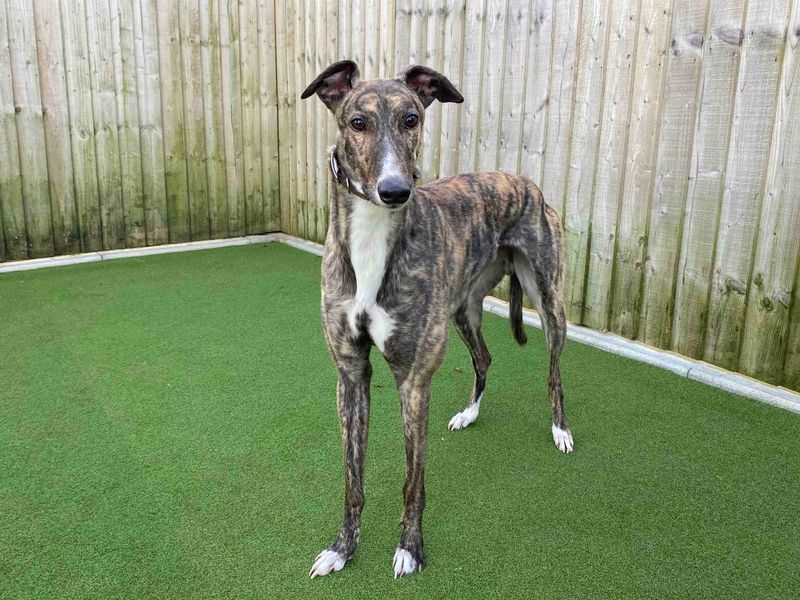 Greyhound for adoption in Sadberge, Durham – 3 years old - Image 2 of 3