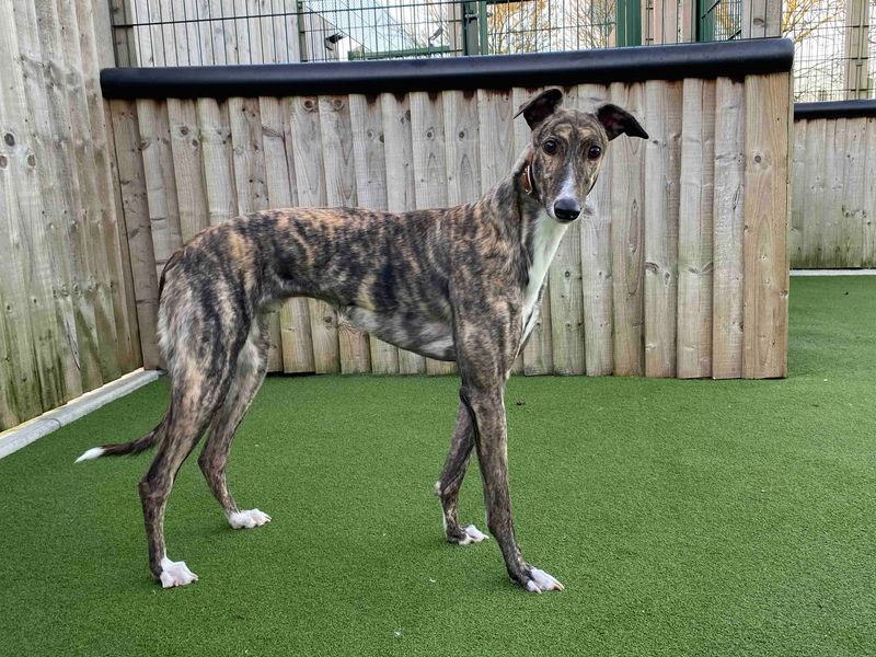 Greyhound for adoption in Sadberge, Durham – 3 years old - Image 3 of 3