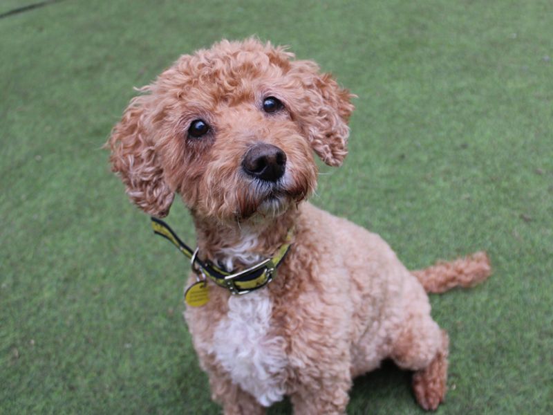 Cocker Spaniel for adoption in Liverpool, Merseyside – 10 years old - Image 1 of 4