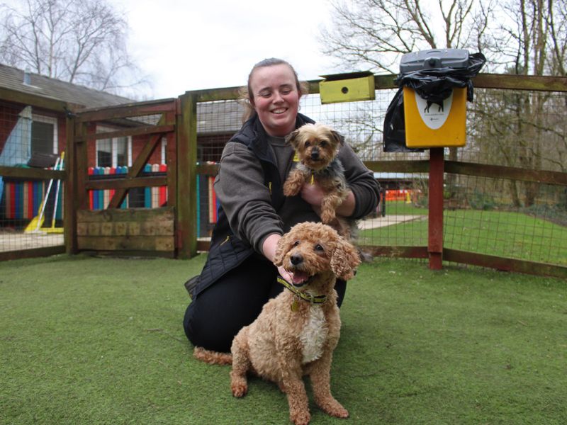 Cocker Spaniel for adoption in Liverpool, Merseyside – 10 years old - Image 2 of 4