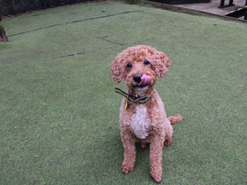 Cocker Spaniel for adoption in Liverpool, Merseyside – 10 years old - Image 4 of 4