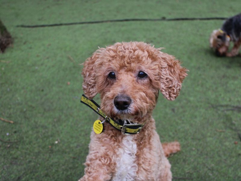 Cocker Spaniel for adoption in Liverpool, Merseyside – 10 years old - Image 3 of 4