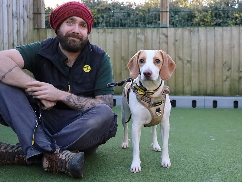 Beagle for adoption in Leeds, Yorkshire – 1 year old - Image 1 of 3
