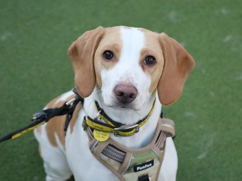 Beagle for adoption in Leeds, Yorkshire – 1 year old - Image 3 of 3