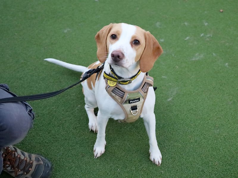 Beagle for adoption in Leeds, Yorkshire – 1 year old - Image 2 of 3