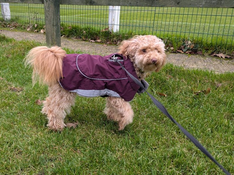 Lucy for sale in Newbury, Berks | Image 3
