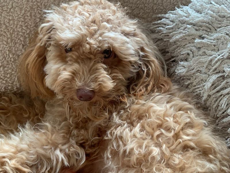 Lucy for sale in Newbury, Berks | Image 2