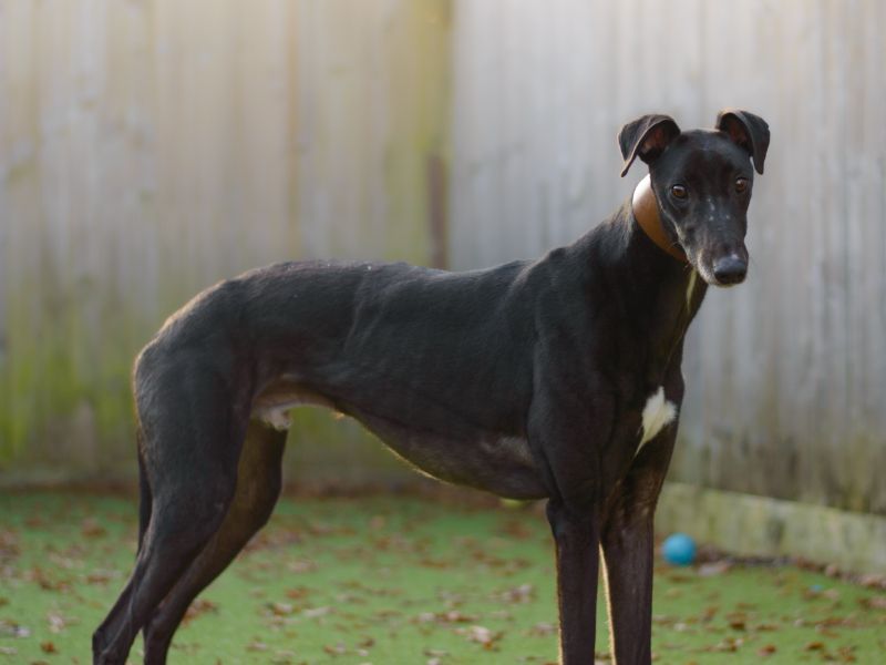 Arthur for sale in Kenilworth, Warks - Image 2