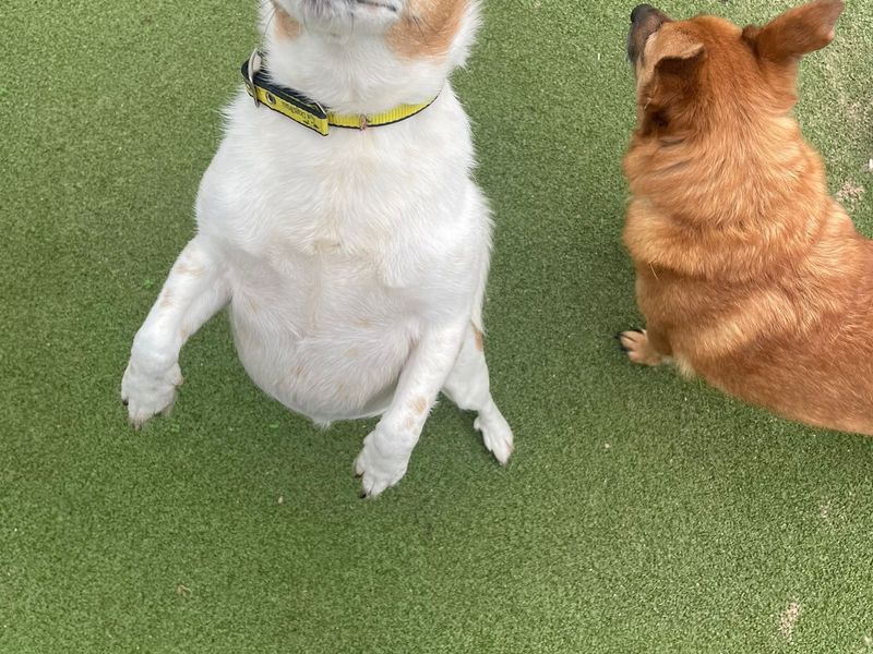 Pippa for sale in Telford, Shropshire | Image 2