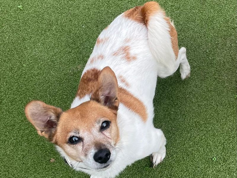 Pippa for sale in Telford, Shropshire | Image 3